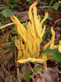 Clavulinopsis fusiformis image