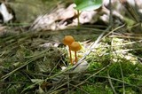 Hygrophorus reai image