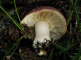 Russula xerampelina image