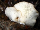 Polyporus alveolaris image