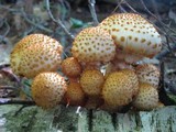 Pholiota squarrosoides image