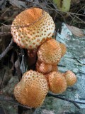 Pholiota squarrosoides image