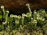 Cladonia carneola image