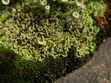 Cladonia carneola image