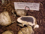 Scleroderma macrorhizon image