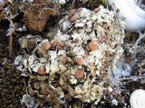 Squamarina cartilaginea var. cartilaginea image