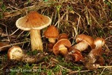 Cortinarius hinnuleus image