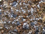 Toninia aromatica image