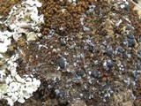 Toninia aromatica image