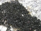Lathagrium cristatum image