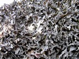 Lathagrium cristatum image