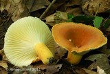 Lactarius hygrophoroides image
