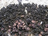 Lathagrium cristatum image