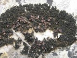 Lathagrium cristatum image