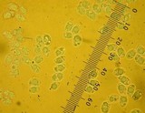Tricholomopsis rutilans image