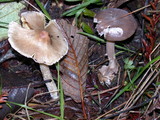 Amanita constricta image