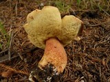 Boletus subcaerulescens image
