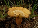 Boletus subcaerulescens image