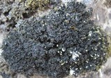 Collema bachmanianum image