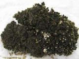 Collema bachmanianum image