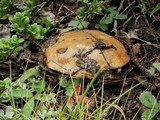 Suillus brevipes image