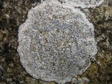 Aspicilia epiglypta image