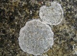 Aspicilia epiglypta image