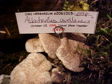 Albatrellus avellaneus image
