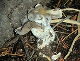 Cortinarius alboviolaceus image