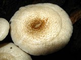 Lentinus tigrinus image