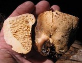 Arcangeliella crassa image