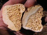 Arcangeliella crassa image