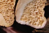 Arcangeliella crassa image