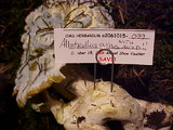 Albatrellus ovinus image