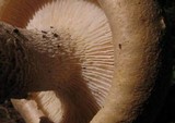 Neolentinus ponderosus image
