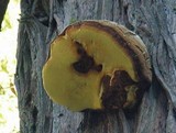 Oligoporus amarus image