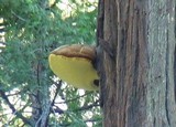 Oligoporus amarus image