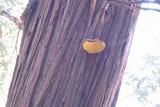 Oligoporus amarus image