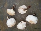 Rhodocollybia maculata image