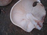 Rhodocollybia maculata image