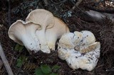 Cantharellus subalbidus image