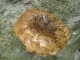 Lactarius sordidus image