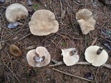 Lactarius lignyotus image