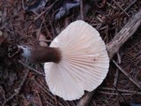 Lactarius lignyotus image