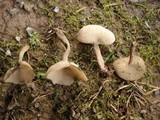 Helvella macropus image