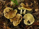 Tricholoma palustre image