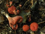 Clavariadelphus unicolor image