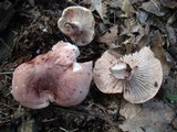 Hygrophorus russula image