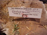 Bondarzewia occidentalis image