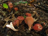 Clavariadelphus unicolor image